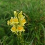 Linaria vulgarisCvet