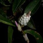 Anthurium obtusum Other