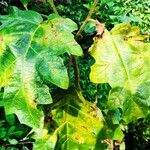 Solanum crinitum Leaf