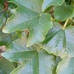 Parthenocissus tricuspidata Blad