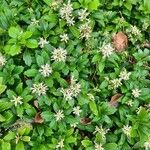 Pachysandra terminalis Листок