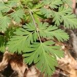 Dicentra cucullaria Fuelha