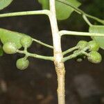 Bursera grandifolia Плод