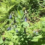 Mertensia paniculata Hábito