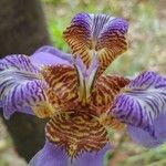 Trimezia coerulea Flower