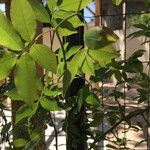 Toddalia asiatica Leaf