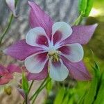 Aquilegia canadensis Flower