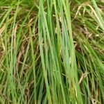 Carex umbrosa पत्ता