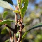 Myrsine asymmetrica Φύλλο