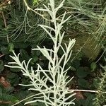 Eremophila nivea Hostoa