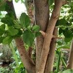 Ligustrum sinense Casca
