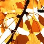 Ginkgo biloba Leaf