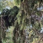 Picea breweriana Folha