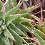 Deuterocohnia brevifolia Leaf