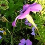 Eudianthe coeli-rosa Flower