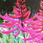 Erythrina herbacea Flor