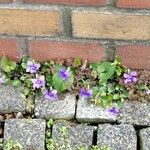 Viola × melissifolia Other