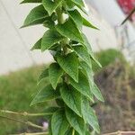 Cleome spinosa Leaf