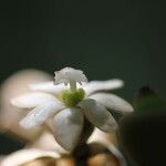 Hernandia cordigera Flower