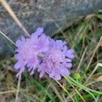 Scabiosa triandraFlower