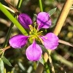 Fagonia cretica Flower