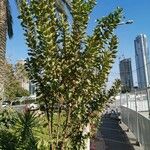 Psidium guajava عادت داشتن