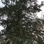 Picea engelmannii Хабит