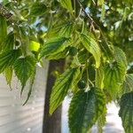 Celtis africana Hedelmä