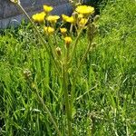 Sonchus palustris Habit