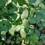 Staphylea trifolia Leaf