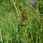 Carex otrubae 花