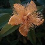 Hypericum frondosum Virág