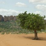 Prosopis africana Folio