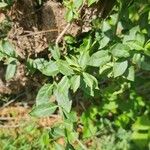Euonymus fortunei Leaf