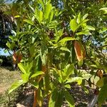 Elaeocarpus angustifolius Leaf