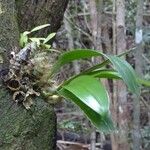 Dendrobium munificum Hábito