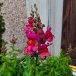 Antirrhinum australeFlower