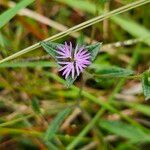 Elephantopus elatus Flor
