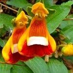 Calceolaria uniflora Λουλούδι