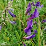 Vicia onobrychioides 花