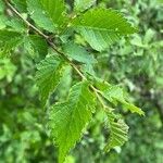 Ulmus minor Frunză