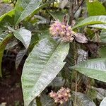 Ardisia opegrapha Fruit