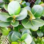 Clusia mangle Hoja