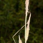 Carex hispida Fruit