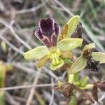 Ophrys omegaifera Flower