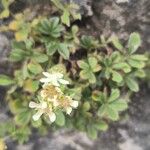 Potentilla caulescens Цветок