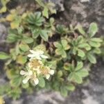 Potentilla caulescens Λουλούδι