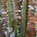 Euphorbia trigona Fulla