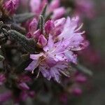 Rhododendron pubescens Flor