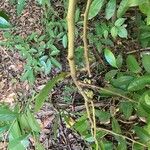 Capparis flexuosa Leaf